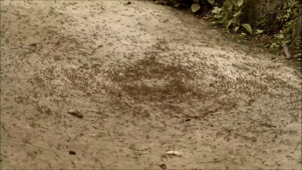 Bí ẩn “vòng tròn chết chóc” của "kiến quân đội"