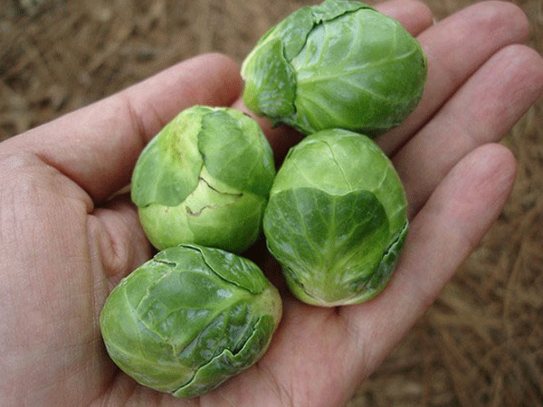 Kiếm tiền tỷ từ củ, quả tí hon "siêu độc lạ"