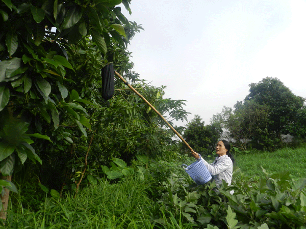 Lên Mộc Châu thử làm nông dân