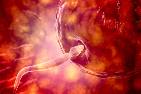 Cực khoái tăng 15% khả năng sinh sản