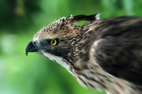 Thú chơi chim săn mồi của giới trẻ Hà Nội