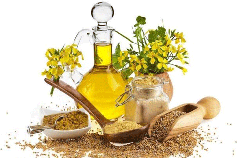 Hạt mù tạt có thể ngăn ngừa sự phát triển của các tế bào ung thư ảnh 1 Hạt mù tạt có thể ngăn ngừa sự phát triển của các tế bào ung thư ảnh 1