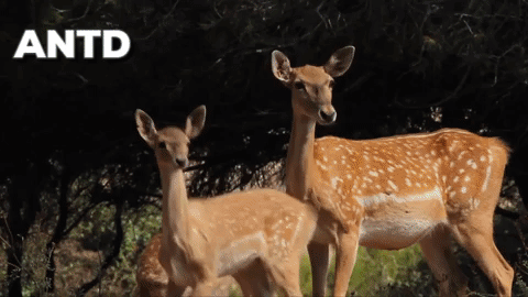 Israel, bậc thầy về lĩnh vực nông nghiệp từ trên mảnh đất khô cằn khiến thế giới bái phục