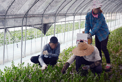 Lao động "chui" ở nước ngoài: Đi dễ - Về khó ảnh 2 Lao động "chui" ở nước ngoài: Đi dễ - Về khó ảnh 2