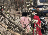 Hết hoa đào, hoa mai...giờ lại đến hoa lê rừng rầm rập về phố