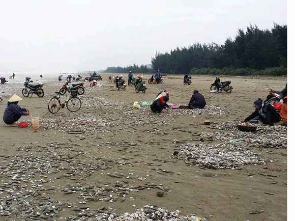 Hàng trăm ngư dân vớt lộc biển trong cái lạnh buốt người