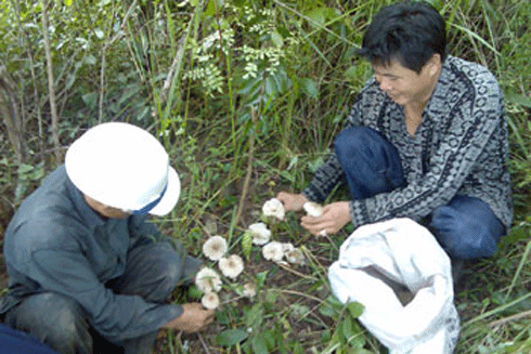 Cả gia đình ngộ độc nấm rừng, 2 người tử vong, 2 người nguy kịch