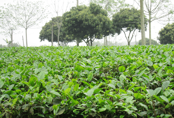 Mê mẩn sắc xanh của những đồi chè Tân Cương xứ Thái