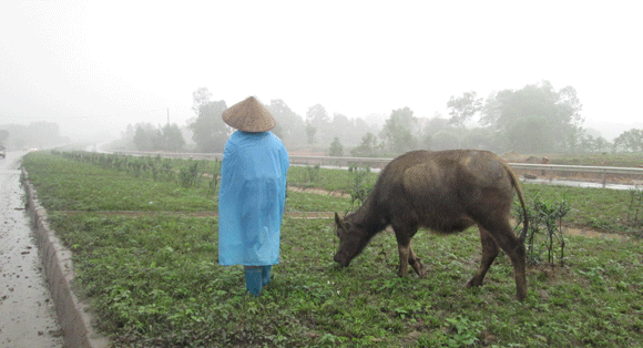 Trâu vượt quốc lộ: Nguy cơ tai nạn giao thông rình rập! ảnh 3 Trâu vượt quốc lộ: Nguy cơ tai nạn giao thông rình rập! ảnh 3