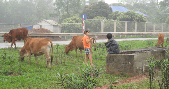 Trâu vượt quốc lộ: Nguy cơ tai nạn giao thông rình rập! ảnh 13 Trâu vượt quốc lộ: Nguy cơ tai nạn giao thông rình rập! ảnh 13