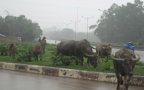 Trâu vượt quốc lộ: Nguy cơ tai nạn giao thông rình rập!