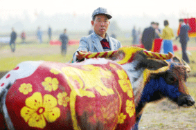  Sắc màu mùa xuân trên thân trâu 