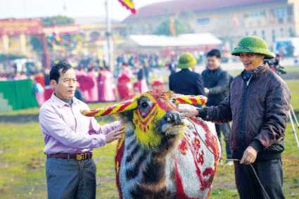  Sắc màu mùa xuân trên thân trâu 