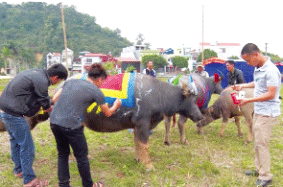  Sắc màu mùa xuân trên thân trâu 