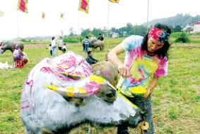  Sắc màu mùa xuân trên thân trâu 