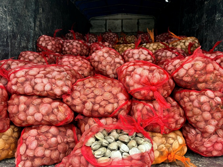 Bắt giữ 2 vụ vận chuyển gần 17 tấn ngao, hàu từ Móng Cái vào nội địa tiêu thụ