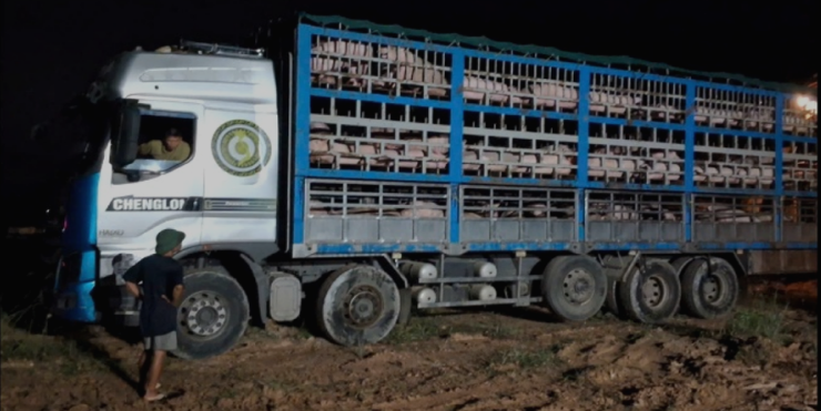 Ngăn chặn việc vận chuyển gần 200 con lợn nhiễm dịch tả lợn châu Phi hướng về Hà Nội