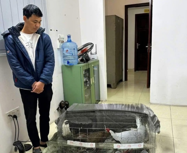 Mới nhất: Quy trình kháng nghị phúc thẩm vụ án nuôi gà lôi trắng được thực hiện ra sao?