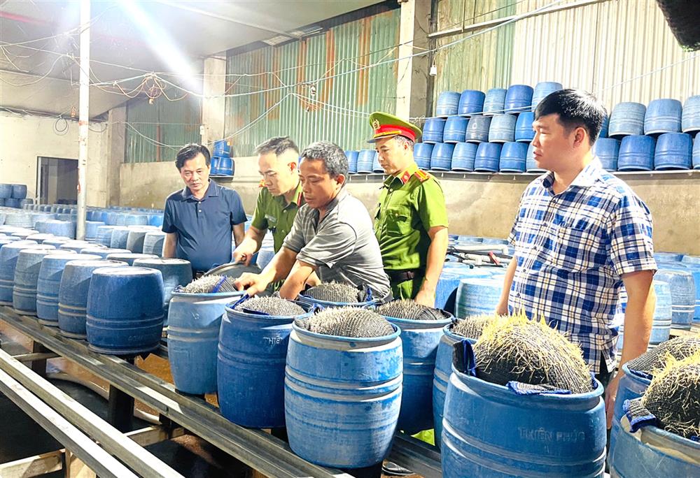Phát hiện 2 cơ sở dùng hóa chất độc hại để sản xuất hàng trăm tấn giá đỗ