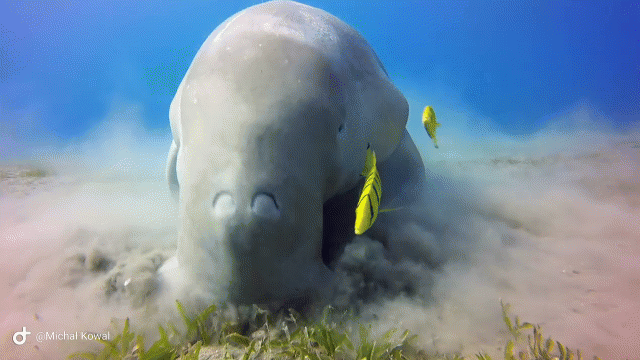 Kỳ lạ loài cá có lông sắp tuyệt chủng ở Việt Nam