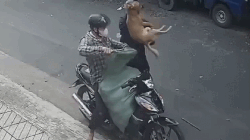 Hai thanh niên trộm chó bị lái xe ô tô tông ngã 