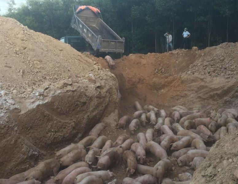 Lợn bệnh tiêu hủy sẽ được hỗ trợ 40.000 đồng/kg
