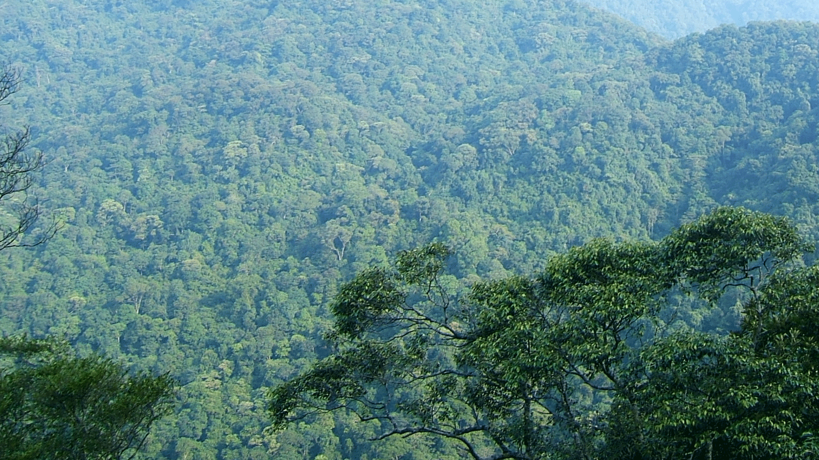 Cho thuê 68ha rừng quốc gia Tam Đảo làm du lịch sinh thái chỉ mang về 2 tỷ đồng/năm?