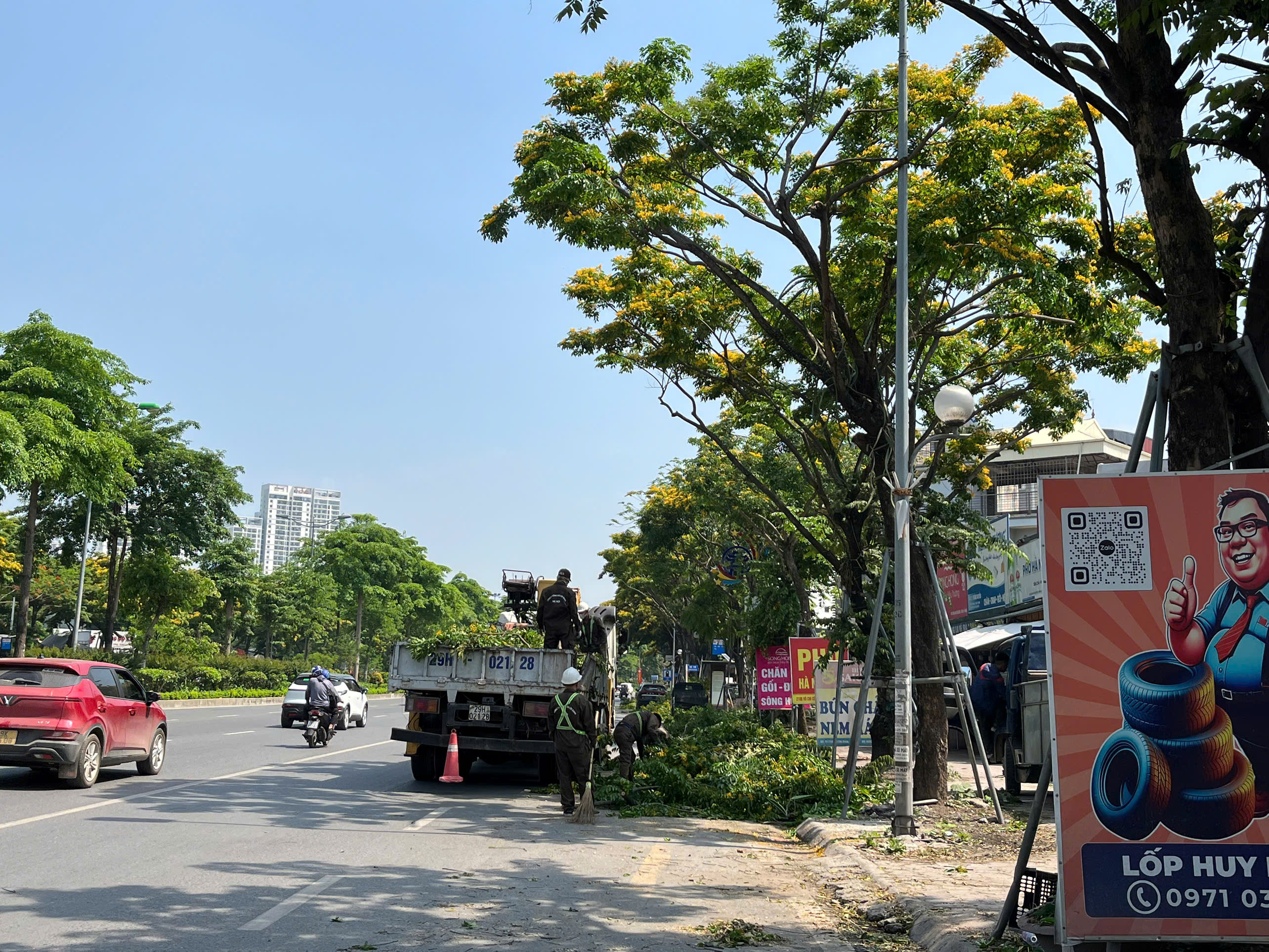 Giáng hương đang mùa hoa nở rộ, sao lại cắt tỉa?