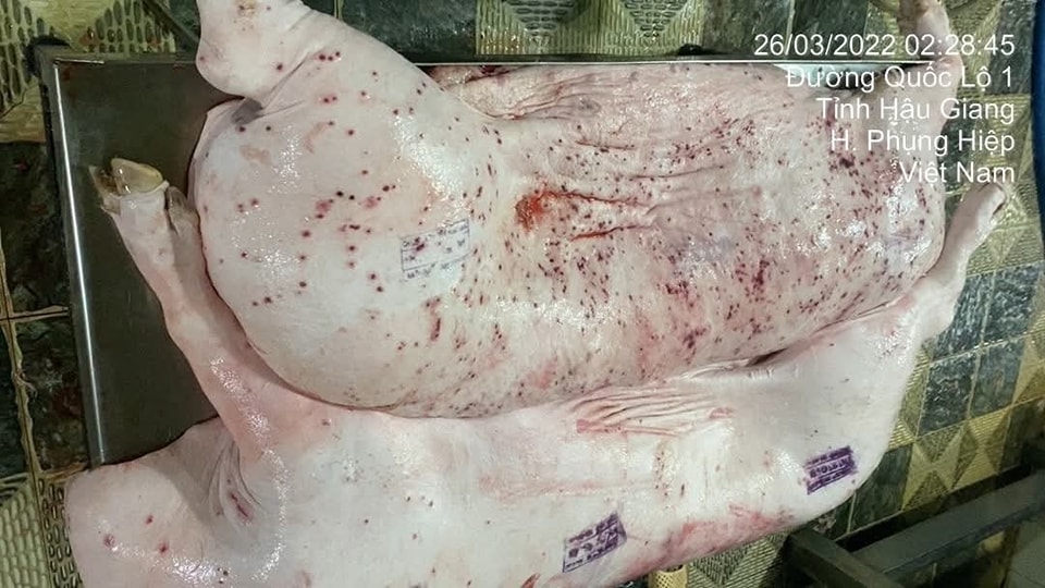 Không khởi tố vụ án hình sự liên quan tố cáo C.P bán thịt lợn bệnh ra thị trường