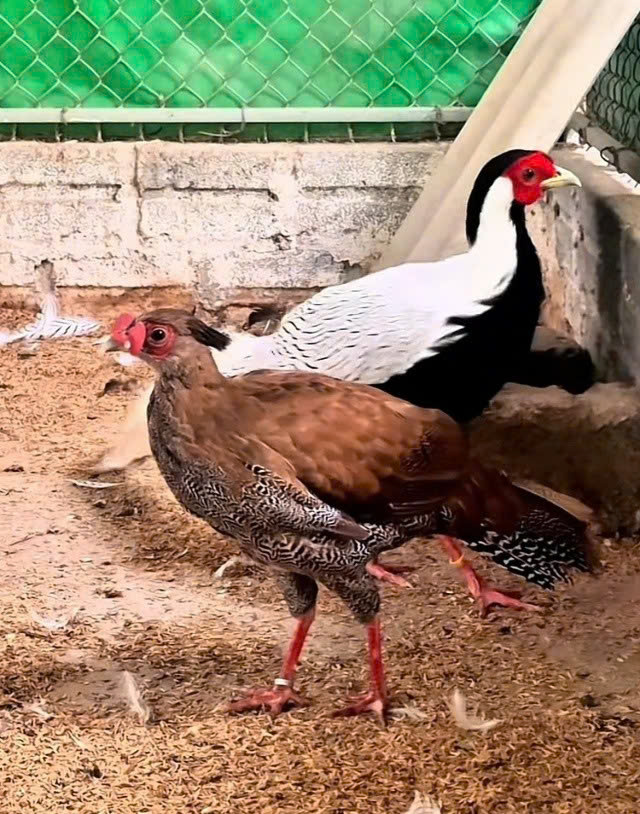 Từ vụ vướng lao lý vì nhân giống, buôn bán gà lôi chân trắng: Động vật hoang dã quý hiếm có được nuôi?