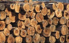 Công bố 919 loài gỗ đã nhập khẩu vào Việt Nam