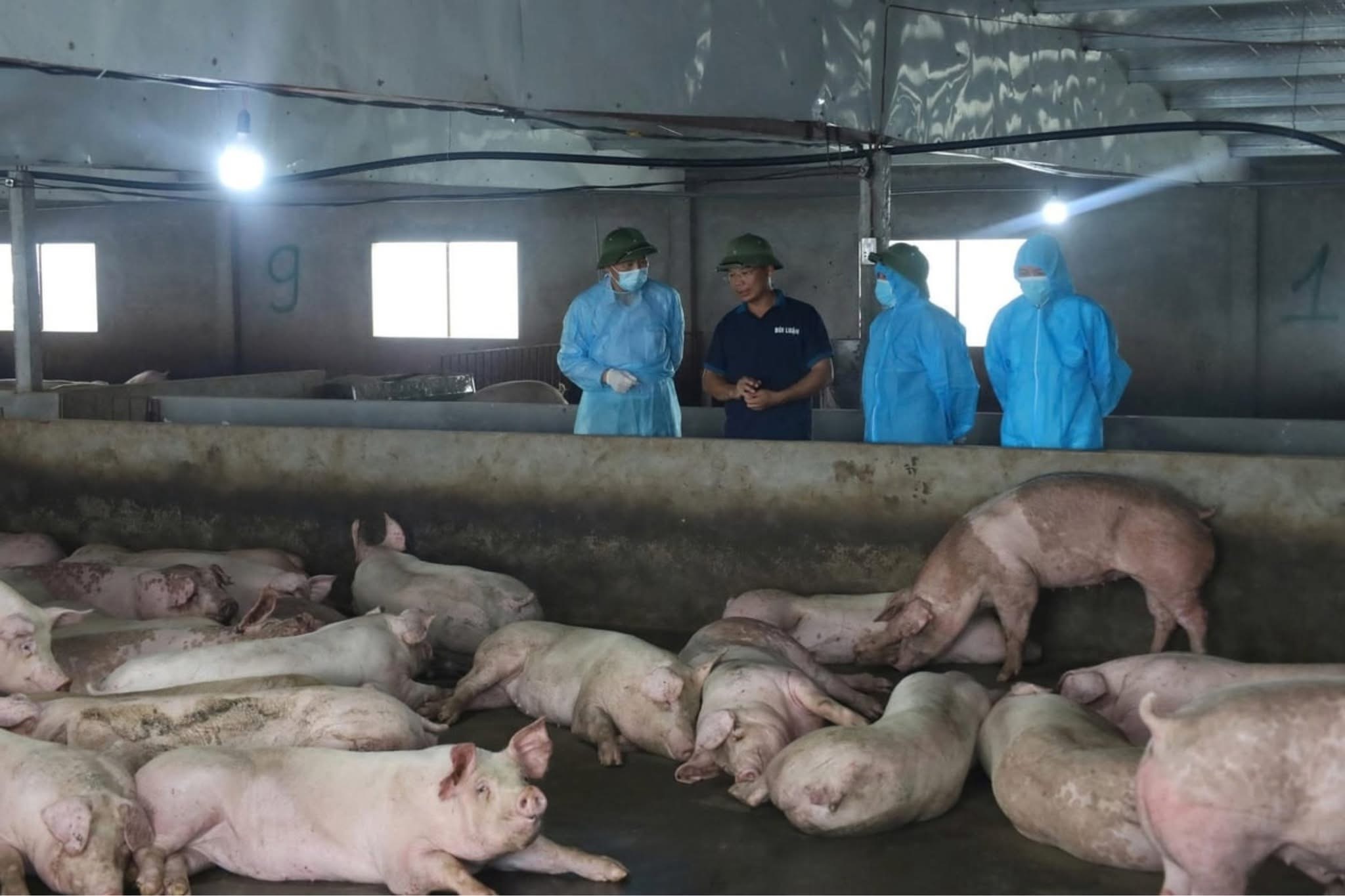 Phú Thọ có tới 111 xã có ổ dịch tả lợn châu Phi, lúng túng trong kiểm soát dịch