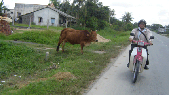 Trộm bò rồi làm thịt