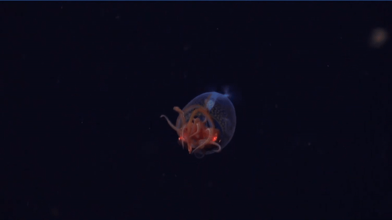 Phát hiện loài mực khổng lồ còn sống trong tự nhiên