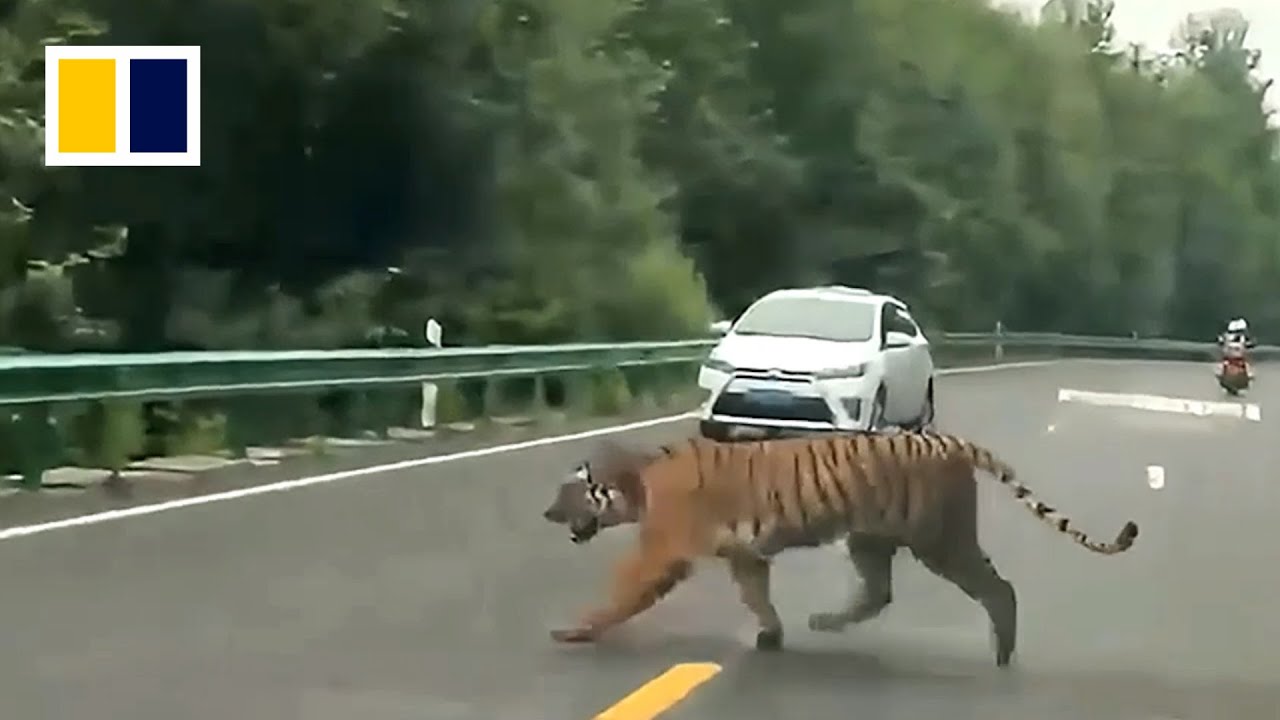 Hổ Amur hoang dã bất ngờ lao ra giữa đường ở Trung Quốc
