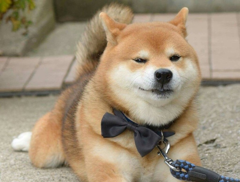 Chó Nhật Shiba được đóng phim Cậu Vàng vì lý do không ai ngờ tới