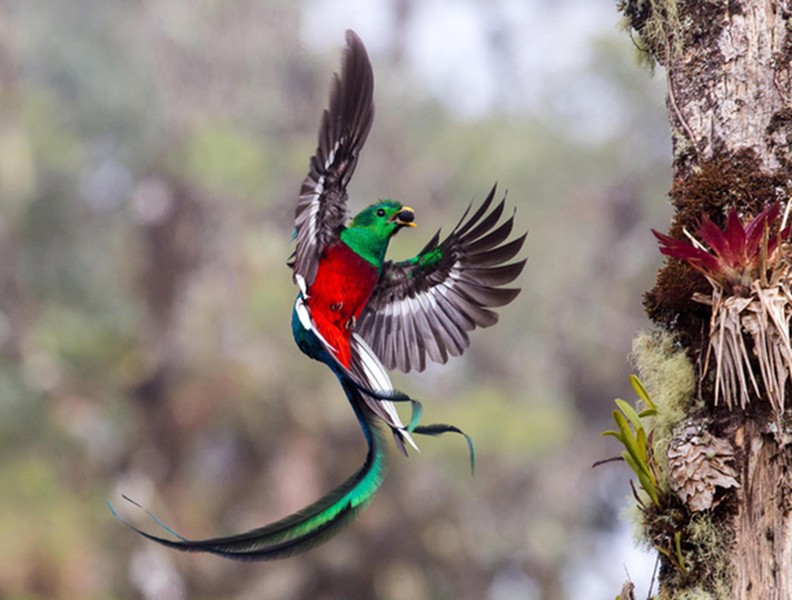 ẢNH] Chiêm ngưỡng 8 loài chim đẹp nhất hành tinh | Báo điện tử An ninh Thủ  đô