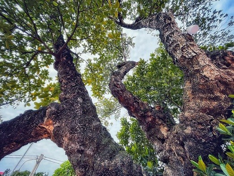 Lạ lùng cây mít 500 tuổi có hình dáng cổ quái được trồng trên đất 'đế vương'