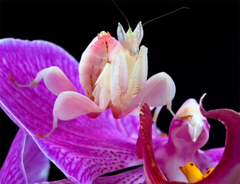 “Đóa hoa” lan di động, sát thủ của các loài côn trùng ở rừng nhiệt đới