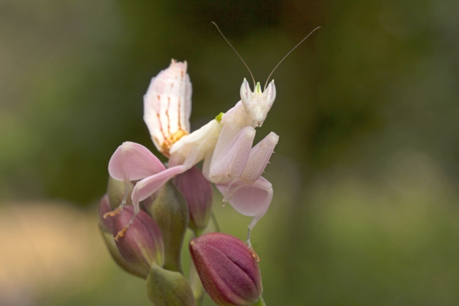 “Đóa hoa” lan di động, sát thủ của các loài côn trùng ở rừng nhiệt đới