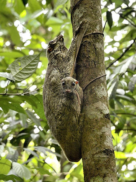 Khám phá loài chồn 