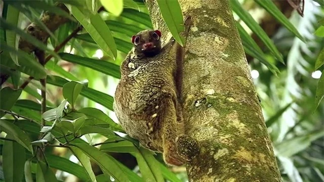 Khám phá loài chồn 