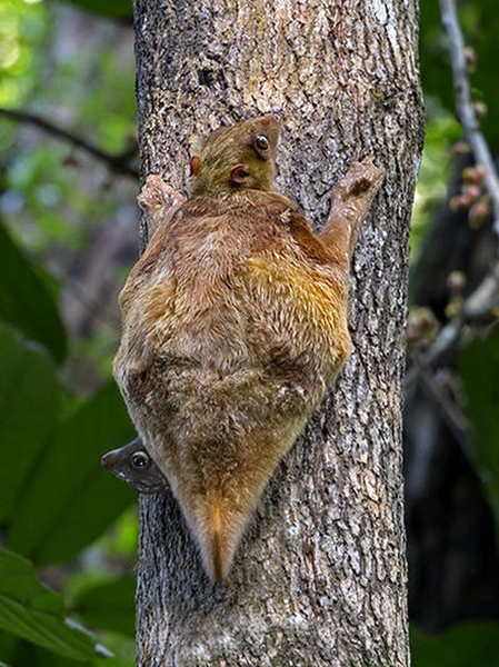 Khám phá loài chồn 