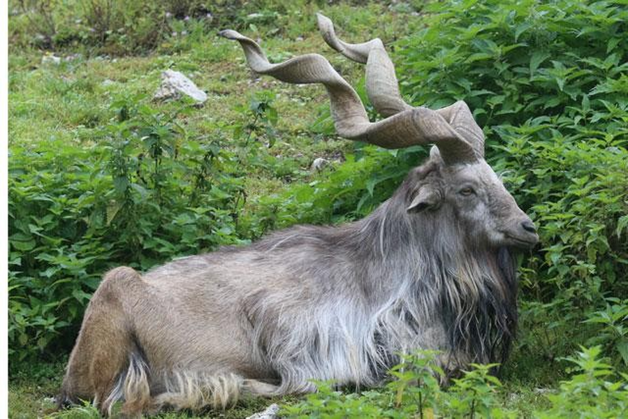 Loài dê núi Markhor sở hữu cặp sừng ấn tượng, có khả năng ăn rắn độc | Báo điện tử An ninh Thủ đô