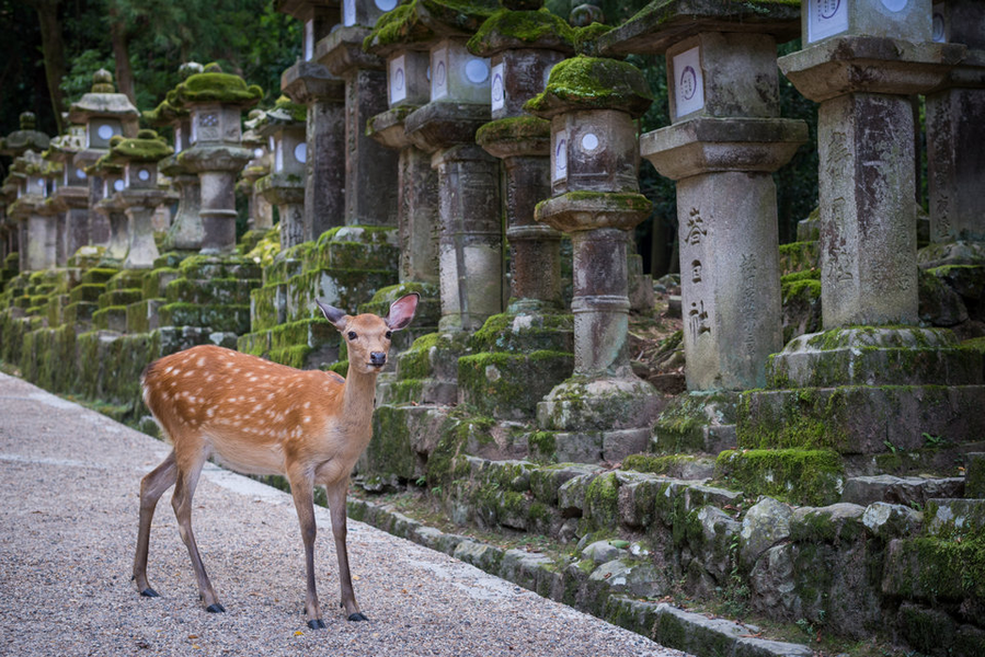 Hòn đảo đặc biệt tôn thờ loài hươu như thần thánh ở Nhật Bản