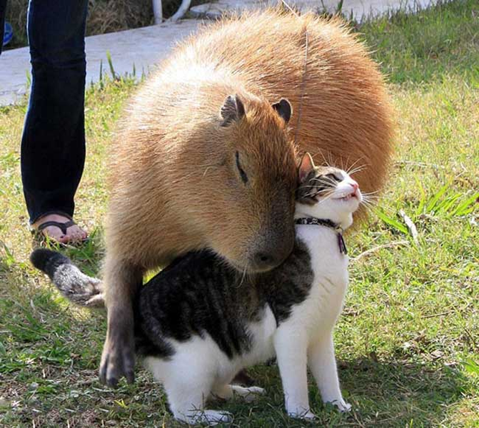 Loài chuột thân thiện và to lớn nhất thế giới, được nuôi như thú cưng