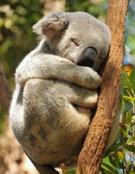 Những điều thú vị về gấu túi Koala, nằm trong loài có nguy cơ tuyệt chủng