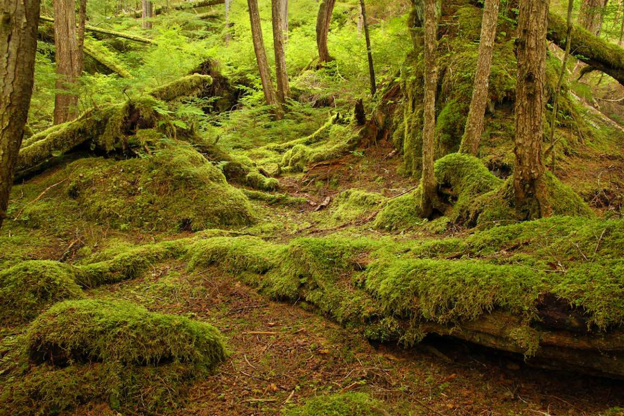 Những khu rừng đẹp như trong truyện cổ tích