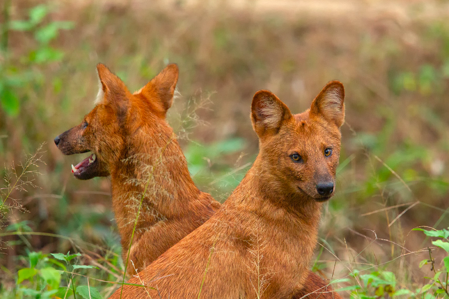 Kỹ năng săn mồi của những loài chó hoang trên thế giới
