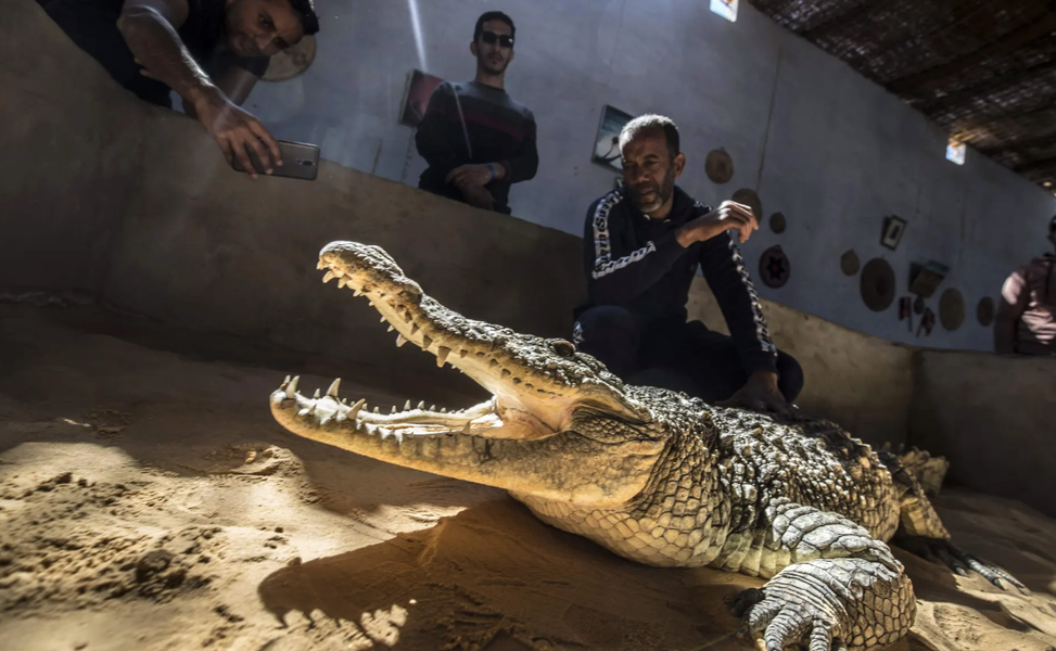 Độc lạ nơi thuần hóa cá sấu thành thú cưng